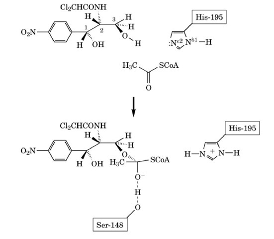 The mechanism of acetylation of the 3-hydroxyl group of chloramphenicol by acetyl-CoA as catalyzed by CAT. The two substrates and the His195 residue of CAT are shown (top). Within the transition state or tetrahedral intermediate (bottom), His195 has abstracted a proton from the 3-hydroxyl group, to generate an "oxyanion" intermediate that has attacked the carbonyl of acetyl-CoA. The intermediate and transition state are stabilized by hydrogen bonding with the side-chain hydroxyl group of Ser148 of CAT.