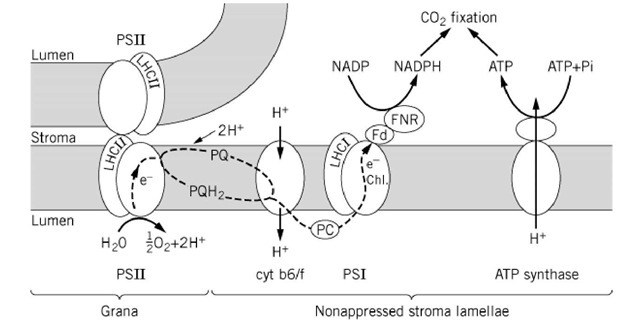 Photosynthetic complexes in the thylakoid membrane of chloroplasts. PSII (photosystem II) is located within the appressed grana region, whereas PSI (photosystem I) is located within the nonappressed stroma lamellae. The photosynthetic electron transfer chain is shown starting with water as electron donor to PSII, to plastoquinone (PQ), to the cytochrome b6/f complex (cytb6/f), to the soluble electron transfer protein plastocyanin (PC), to pSi, to ferredoxin (Fd), to ferredoxin-NADP oxidoreductase (FNR), and to NADP as final electron acceptor. Electron flow is coupled to proton translocation into the lumen. The resulting pH gradient across the thylakoid membrane drives ATP synthesis. Both ATP and NADPH are used for CO2 fixation.