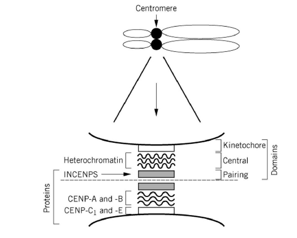 An expanded view of the centromere of a mammalian chromosome. The centromere is a bipartite structure. The central axis between the pairing domains is indicated by the dashed line. The relative positions of heterochromatin, the INCENPS, and CENPS are indicated within the kinetochore and the central and pairing domains.