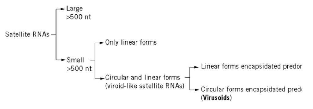 Classification of satellite RNAs from plants. 