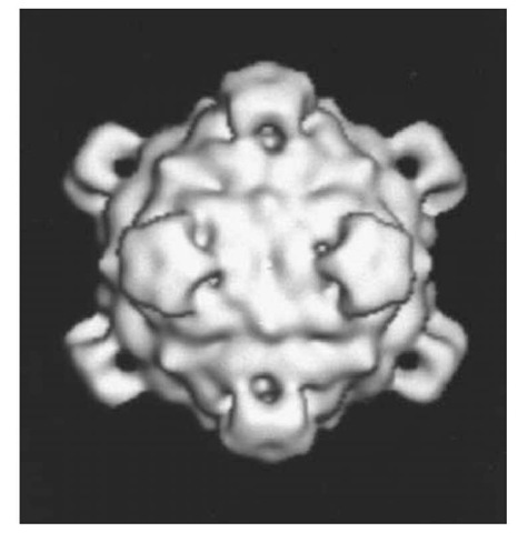 Three-dimensional reconstructed image of fX174 virion from electron micrographs of unstained frozen-hydrated preparations (courtesy of Norman H. Olson and Timothy S. Baker, Purdue University). The diameter of the virion is 33.5 nm between the exterior edges of the spikes at the fivefold axes (28). 