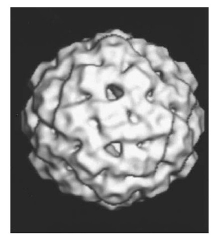 Three-dimensional reconstructed image of fX174 procapsid from electron micrographs of unstained frozen-hydrated preparations (courtesy of Norman H. Olson and Timothy S. Baker, Purdue University). The diameter of the procapsid is 35.5 nm between the exterior edges of the spikes at the fivefold axes (28). 