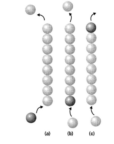 In a polymer where subunits add preferentially at one end (bottom, a) and depolymerize from the opposite end (top, a), a treadmilling phenomenon will exist, with a flux of subunits passing through a polymer that maintains a constant length. In (b) a "labeled" subunit adds at the bottom, and this subunit would travel the length of the polymer before exiting, as in (c). 