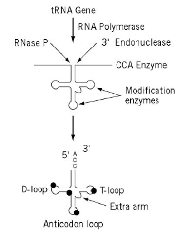 Schematic diagram of tRNA biosynthesis. Transcription produces a pre-tRNA that is trimmed on the 5' end by RNase P and on the 3' end by an endonuclease (or exonuclease) in preparation for CCA addition. Base modification reactions occur throughout the processing pathway. Some tRNA genes have intervening sequences which are not shown here but are described in the text. 