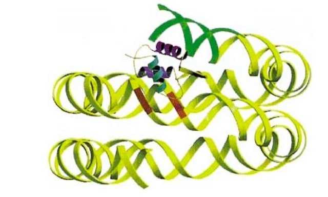 The location of the globular domain of histone H5 in the 166-bp chromatosome. The recognition helix (magenta) makes a contact one double-helical turn from the end of the DNA (region shown in green) and the second binding site on the opposite face of the domain contacts the central gyre, close to the pseudodyad (3 bp around the dyad shown in red). 