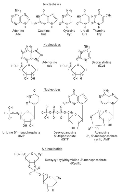 Structures of the five common nucleobases and representative nucleosides and nucleotides. 