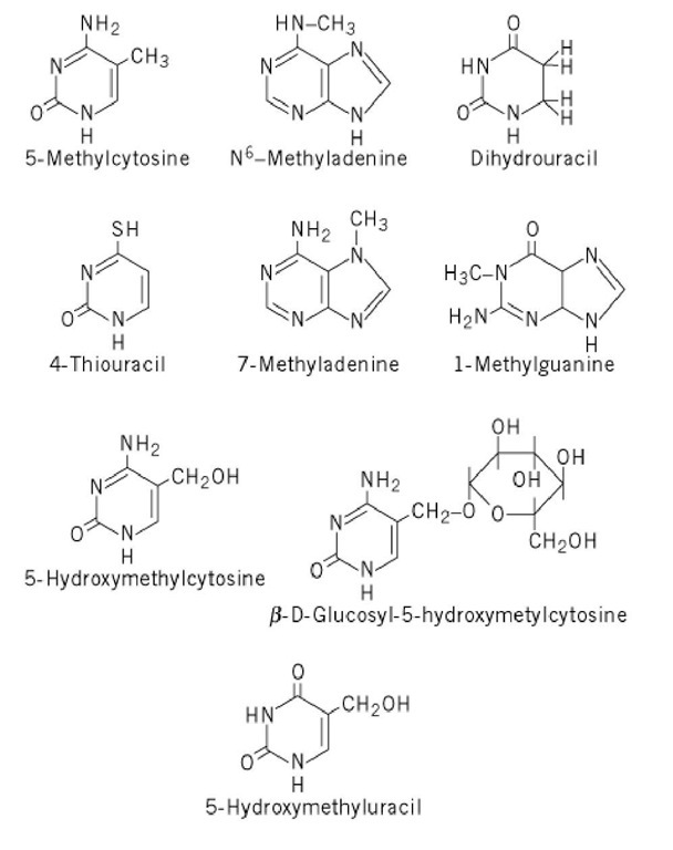 Structures of prominent modified nucleobases found in nucleic acids. 