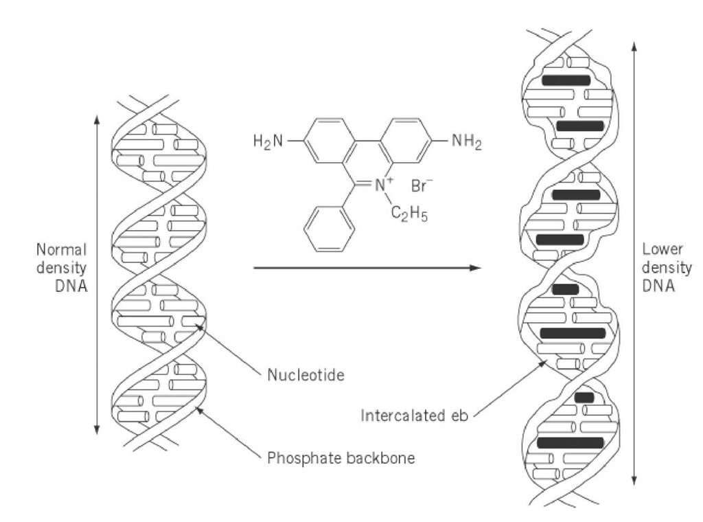 The intercalation of ethidium bromide into a portion of a DNA double helix. The intercalated dye increases the spacing of successive base pairs, distorts the regular phosphate backbone, and reduces the pitch of the helix. 