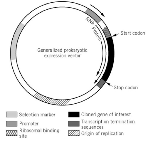  Generalized prokaryotic expression vector. The figure shows a typical prokaryotic expression vector, with a selection marker gene allowing stable maintenance of the plasmid, an origin of replication controlling the copy number of the vector, and a promoter and a ribosomal binding site positioned upstream of the gene of interest. One or more transcriptional termination sequences are positioned downstream. Furthermore, a eukaryotic expression vector would contain an extra origin of replication and an extra selectable marker to allow replication and maintenance in both E. coli and the eukaryotic host. The transcriptional termination signal would include a polyadenylation signal.