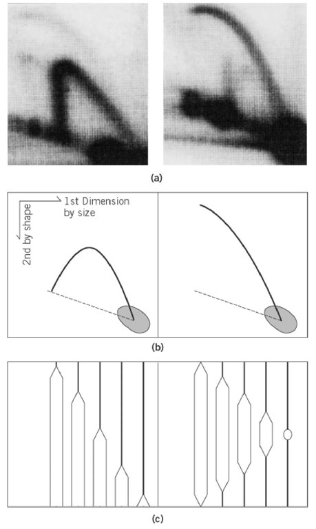 Two-dimensional gel electrophoresis method to detect eye-form (bubble-form) and Y-form replication intermediates. (a) Examples of patterns of Y-form (left) and Eye-form (right) intermediates of the replication of Saccharomyces cerevisiae chromosome are shown. Intermediates were detected by hybridization with the 32P-labeled probe of cloned DNA within the fragments shown in (c). (b) The photos in ( a) are drawn schematically. Dotted lines indicate the location of linear DNA fragments of corresponding size. (c) The population of the intermediates detected in (a) and (b) Left panel: Replication fork moves from the left (or right) side of the fragment and proceeds to produce Y-forks of variable size. Theoretically, a Y-fork with equal branch lengths is structurally most complex and shows least mobility in the second dimension. Right panel: Replication initiates from the center of the fragment and proceeds bidirectionally, producing various sizes of bubble intermediates. The largest bubble is like a circular DNA and shows least mobility in the second dimensions. The locations of the probe used for detection in (a) are indicated by dotted lines. Dark spots in the photos in (a), and drawn schematically in (b), indicate that the majority of DNA detected by the probe is nonreplicated (or completely replicated) linear molecules. 
