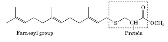 Modification of a C-terminal cysteine residue by a farnesyl group. 