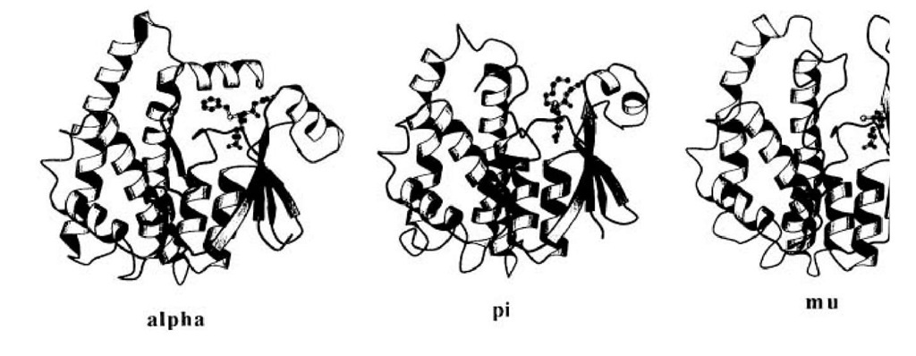 Schematic drawings of alpha (GST A1-1), pi (GST P1-1) and mu (GST 3-3) structures with their ligands. The been chosen to show the 2 domains and C-terminal region. 