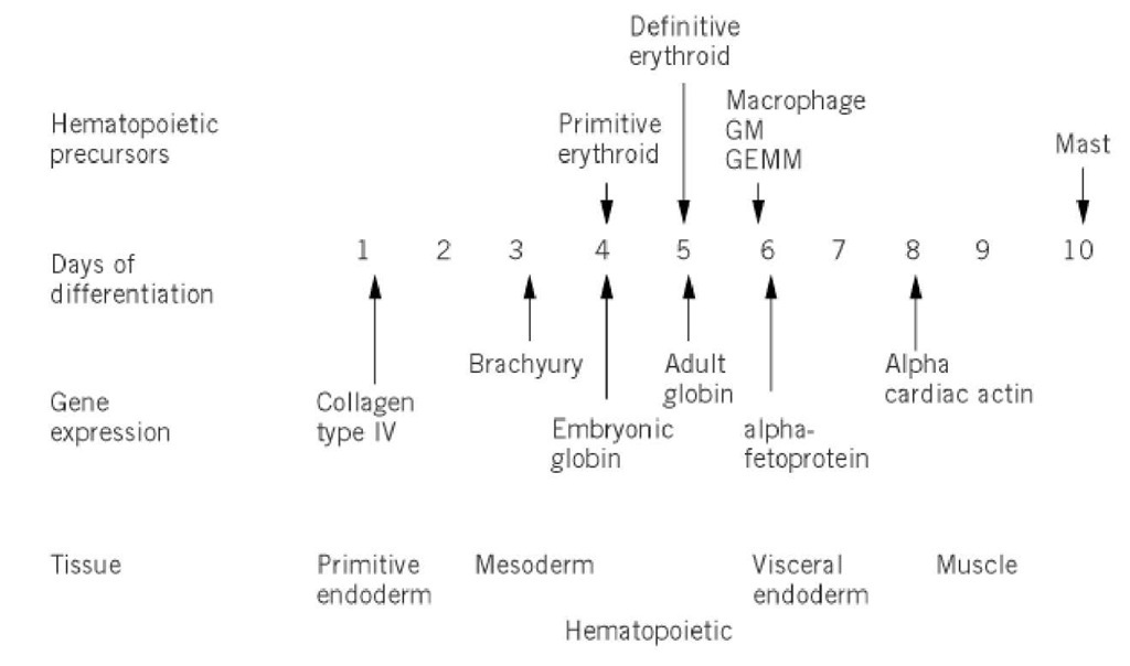 Time course of embryoid body development. Gene expression and presence of hematopoietic precursors are shown. 