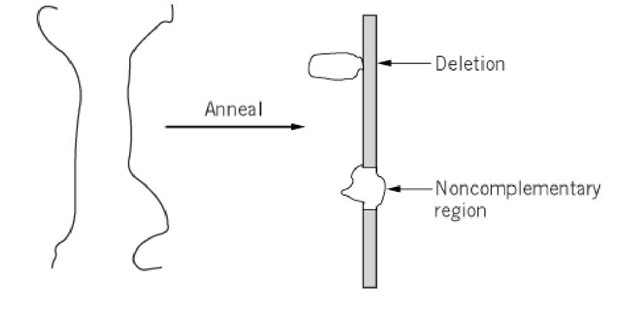 Loops in a heteroduplex indicate either a deletion or a region of noncomplementarity in the two strands. 