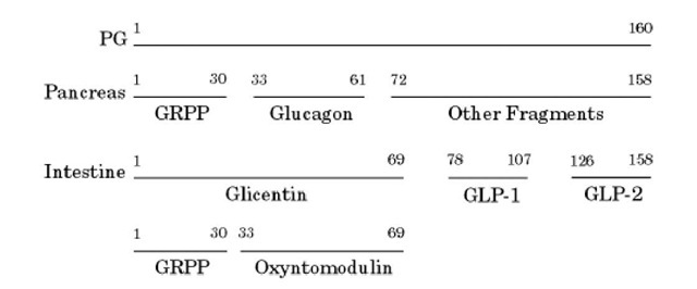 Proteolytic processing of proglucagon (PG) in the pancreas and in the intestine. GRPP: glicentin-related peptide. GLP: glucagon-like peptide.