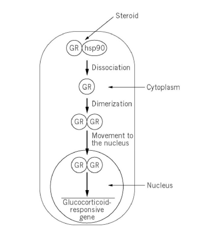 Activation of the glucocorticoid receptor GR by steroid involves dissociation of hsp90, which permits dimerization of GR and its movement to the nucleus.