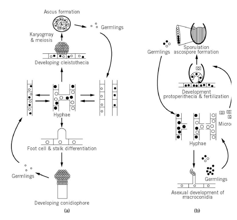 Schematic representation of the life cycles of Aspergillus nidulans and Neurospora crassa. (a) Aspergillus nid Asexual reproduction involves formation and maturation of conidiophores (described in the text) and uninucleate spores conidia. Vegetative haploids grow as monokaryotic or dikaryotic hyphae. These cells may then undergo sexual reproduc (upper portion of the cycle), initiated with the formation of specialized fruiting body called the cleistothecia. Eight binuc ascospores are formed within an unordered ascus. (b) Neurospora crassa. Asexual reproduction involves the formation o hyphae and the development of conidiophores, producing millions of multinucleate spores called macroconidia. Vegetati haploids grow as monokaryotic or dikaryotic hyphae. Cells of the opposite mating type are required for sexual reproduct Sporulation is initiated by the formation of the protoperitheicia, which is fertilized by microconidia of the opposite matin (see text). Cellular fusion is followed by a complex developmental pathway that involves synchronous nuclear division, karyogamy, and meiosis to yield hundreds of asci within the perithecium (see text for details). 