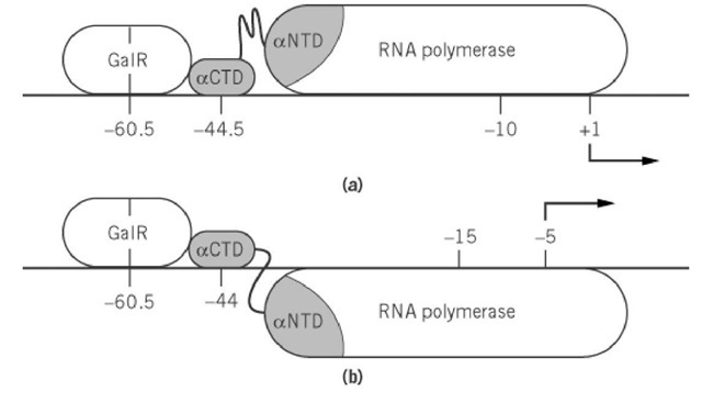Repression of P1 promoter and activation of P2 promoter by a contact between DNA-bound GalR and the aCTD of RNA polymerase. The two domains aNTD and aCTD of the RNA polymerase a subunit are shown shaded. The aCTD is connected to the rest of RNA polymerase by a flexible hinge. Note the differences in the topography of the two cases.