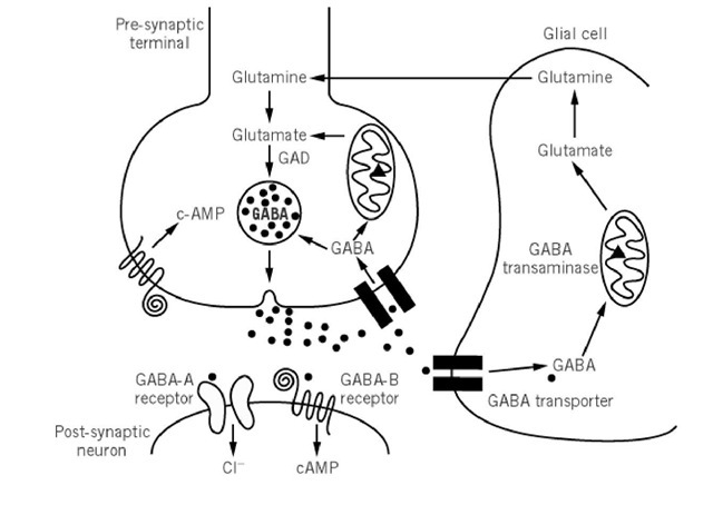 A schematic of the vertebrate GABAergic synapse. GABA (filled circles) is generated from glutamate by glutamic acid decarboxylase (GAD). When released from presynaptic vesicles into the synaptic cleft, it diffuses across and binds to postsynaptic GABAA and GABAB receptors. It may also bind to presynaptic GABAB receptors. GABA is removed from the synaptic cleft into surrounding glial cells or the presynaptic terminal by GABA transporters. It is directly recycled into synaptic vesicles or taken up by mitochondria, converted by GABA transaminase (filled triangle) to succinic semialdehyde, and enters the tricarboxylic acid pathway. 