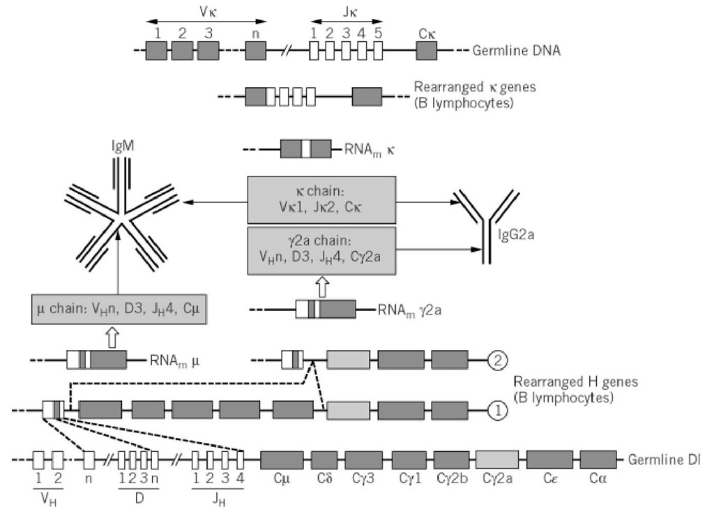 Rearrangement events that lead from Ig germline genes to synthesis of IgM and IgG molecules in the mouse model. Recombination first occurs at the IGVH locus, to generate a V(D)J combination (here chosen as VHn-D3-JH4) that is transcribed with Cm and processed as a m mRNA, resulting in the expression of a m chain that will associate with k chain (here Vk1-Jk2-Ck) that results from the second wave of rearrangement targeted at the IGVK locus. IgM is first expressed as a monomer at the cell surface of immature B cell (not shown). After antigenic stimulation, the pentameric form of IgM antibody is secreted by plasma cells and is rapidly replaced by an IgG (here IgG2a), which occurs by class switching (second line from bottom). Note that the switch will not change the VDJ region, so the antibody specificity is maintained.