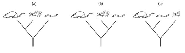 The three possible evolutionary relationships between chordates, represented by the mouse, arthropods, represented by the fruit fly Drosophila, and nematodes. Vertical axis represents evolutionary time. See text for further explanation.