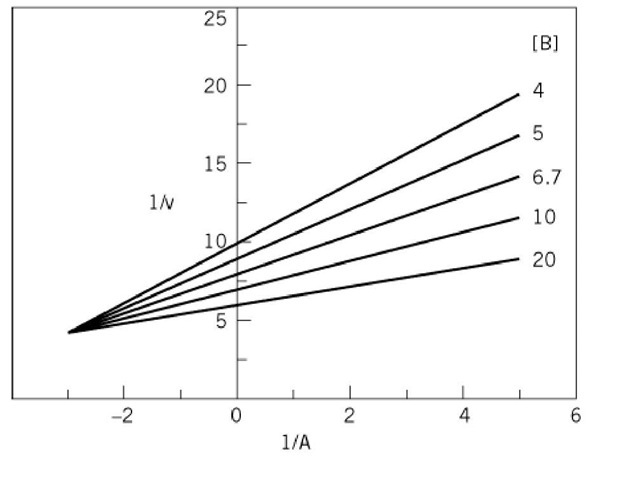 Intersecting initial velocity pattern for a steady-state-ordered or rapid-equilibrium random mechanism obtained upon varying substrate A, at different fixed concentrations of substrate B.
