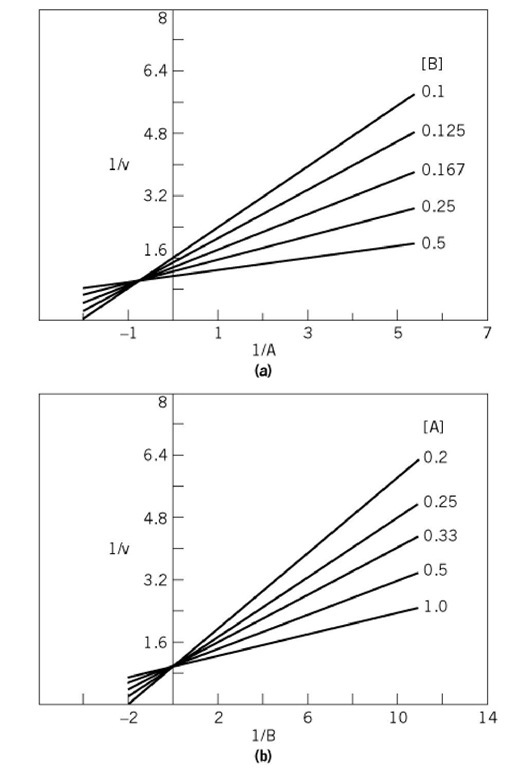 Asymmetric intersecting initial velocity patterns for an equilibrium-ordered mechanism. (a) Varying substrate A, at different fixed concentrations of substrate B. (b) Varying substrate B, at different fixed concentrations of substrate A. The patterns were produced by using values in arbitrary units for V, K and Kb of 1.0, 1.35, and 0.06, respectively.
