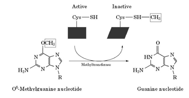 The "suicide mechanism" reaction catalyzed by MGMT. The enzyme transfers a methyl group from the O6 position of guanine to the active-site cysteine residue of the MGMT polypeptide chain to restore the normal base and form the stable S-methylcysteine adduct, which inactivates the enzyme. 