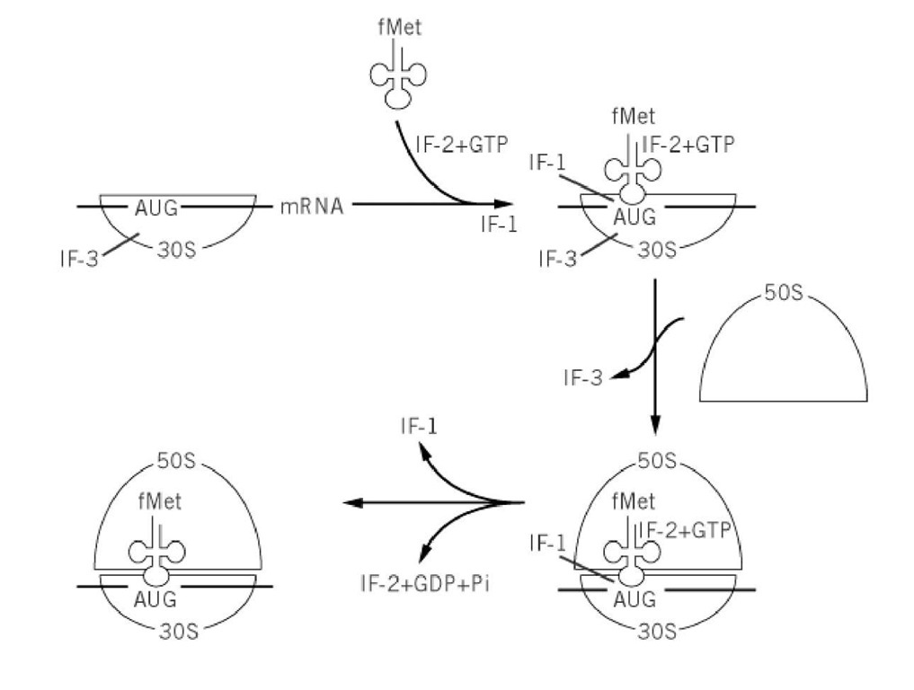 The initiation pathway of protein synthesis in prokaryotes.