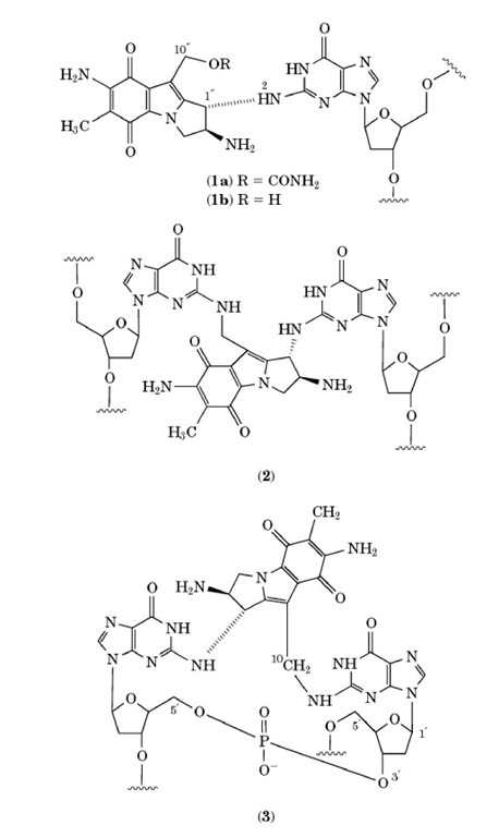 Mitomycin C-DNA adducts. After reductive activation, mitomycin C (MMC) can form two monoadducts, i.e., a monofunctional monoadduct (1a) and a bifunctional monoadduct (1b), and also two types of cross-links, ie., an interstrand cross-link (2) at CpG sites, and an intrastrand cross-link (3) at GpG sites. 