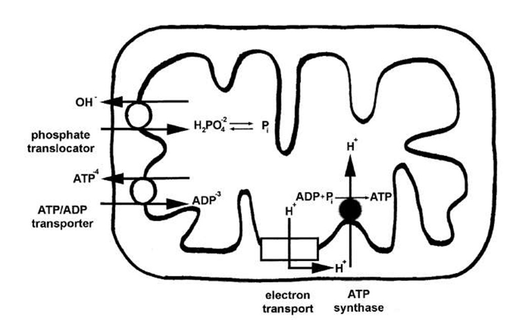 ATP, ADP, and Pi transport in mitochondria. ATP is formed inside mitochondria. Most of the ATP is exported to the cytoplasm where it is cleaved to ADP and Pi. The mitochondrial inner membrane contains specific proteins that mediate not only ATP release coupled to ADP uptake, but also Pi uptake linked to hydroxide ion (OH-) release.