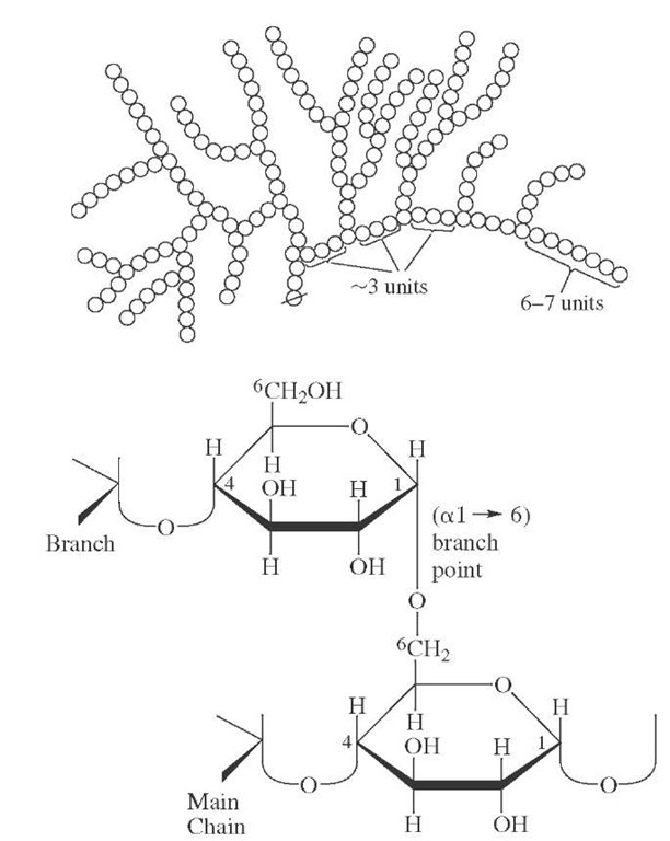 Schematic structure for glycogen and details of a typical branch point. The same linkages are present in amylopectin, which has less frequent branches.