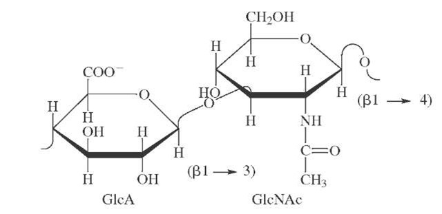 Repeating unit of hyaluronate. This polysaccharide is distributed throughout connective tissue and is the only mammalian polysaccharide not covalently attached to protein.