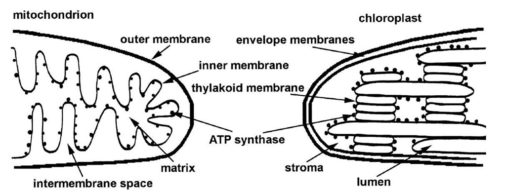 Diagrams of the structures of mitochondria and chloroplasts. The inner membrane of mitochondria and the thylakoid membrane of chloroplasts contain the electron transport chains and ATP synthases. Note that the orientation of the inner membrane is opposite that of the thylakoid membrane.