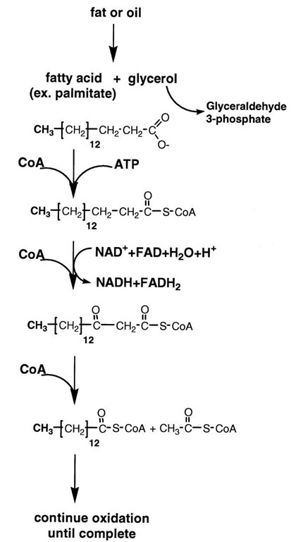 9 Oxidation of fatty acids. Fats and oils are hydrolyzed to form glycerol and fatty acids. CoA derivatives of the fatty acids are oxidized in mitochondria by NAD+ and FAD to fi-oxo-derivatives. CoA cleaves these derivatives to yield acetyl CoA and a fatty acid CoA molecule that is two carbons shorter. The process continues until the fatty acid has been completely converted to acetyl CoA. The acetyl moiety is oxidized in the citric acid cycle to CO2 and water. The complete oxidation of a fatty acid of about the same molecular weight of glucose yields four times more ATP than that of glucose.
