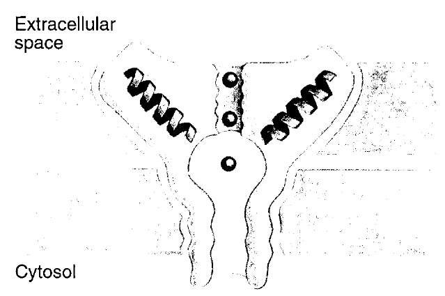 The selectivity filter of the potassium channel based on the X-ray crystallographic structure determination by MacKinnon and colleagues. The potassium channel is tetrameric with a hole in the middle that forms the ion pore. Each subunit forms two transmembrane helices, the inner and the outer helix. The pore helix and loop regions build up the ion pore in combination with the inner helix. The black spheres in the middle of the channel represent potassium ions.