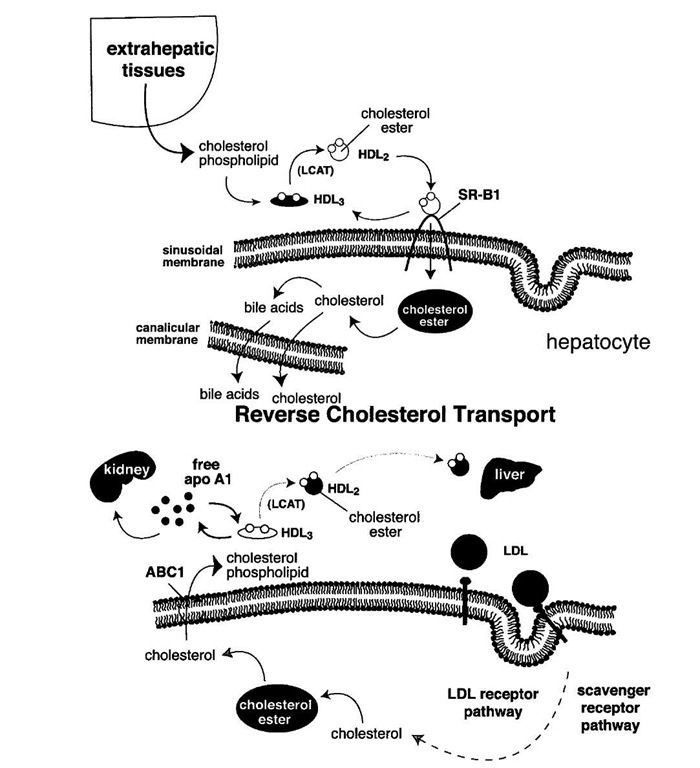 The reverse cholesterol transport hypothesis. Extraheptatic cells accumulate cholesterol through the uptake of LDL and modified forms of LDL through the LDL receptor, other members of the LDL receptor family, and/or scavenger receptors. These cells efflux cholesterol and phospholipids to the extracellular milieu through a process facilitated by a membrane transporter, ABC1. Free apo-A1 interacts with the phospholipid and cholesterol to form HDL3 particles. LCAT esterifies the cholesterol to form discoidal HDL2 particles which then interact with the SR-B1 receptor at the surface of hepatocytes. Through that interaction, cholesterol esters are selectively taken up into the hepatocytes and hydrolyzed. The free cholesterol is then secreted into the bile or converted to bile acids. Much of this cholesterol is then excreted in the feces.