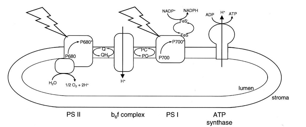 Electron transport and ATP synthesis in chloroplasts. The jagged arrows represent light striking the two photosystems (PS I and PS II) in the thylakoid membrane. Other members of the electron transport chain shown are a quinone (Q), the cytochrome complex (b6 f), plastocyanin (PC), and an iron-sulfur protein (FeS). The chloroplast ATP synthase is shown making ATP at the expense of the electrochemical proton gradient generated by electron transport.