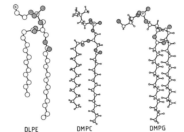 Single-crystal structures of three phospholipids. The lipids are 1,2-dilauroyl-sn-glycero-3-phosphoethanolamine (DLPE) [Hitchcock et al. (1974). Proc. Natl. Acad. Sci. USA 71, 3036], 1,2-dimyristoyl-sn-glycero-3-phosphocholine (DMPC) [Pearson and Pascher (1979). Nature 281, 49], and 1,2-dimyristoyl-sn-glycero-3-phosphogycerol (DMPG) [Pascher et al. (1987). Biochim. Biophys. Acta 896, 77]. Structural features which are carried over into liquid-crystalline membranes: (1) the polar groups are oriented at approximately a right angle to the hydrocarbon chains, and (2) in DLPE and DMPC the sn-2 fatty acid chain is bent at the C-2 segment while the sn-1 chain is straight. A bent sn-2 chain is a common property of phospholipids in biomembranes. Only one of two possible conformations is shown for each lipid [Seelig et al. (1987). 