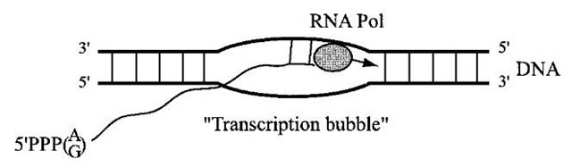  An RNA polymerase unit (filled circle), which consists of multiple factors, opens DNA helix (shown as a bubble) and synthesizes RNA in the 5'^ 3' direction.