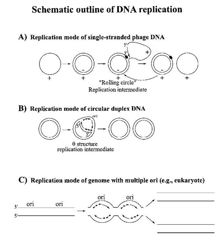 Replication of circular DNA of prokaryotes and viruses, plasmids, and mitochondria. The basic steps of replication are shown. (A) Rolling circle mode of replication for single-stranded circular DNA: single-stranded (ss) DNA is replicated to the replicative form (RF), which then acts as the template for progeny ssDNA synthesis via a rolling circle intermediate. (B) Circular duplex DNA can be replicated at the orisite by formation of a 6 intermediate. Replication could be bidirectional (as shown here) or unidirectional. 5' ^ 3' chain growth dictates that DNA synthesis is continuous on one side of the ori and discontinuous on the other side for each strand; (+) and (-) strands are shown to distinguish the strand types. (C) Replication of a linear genome with multiple origins.