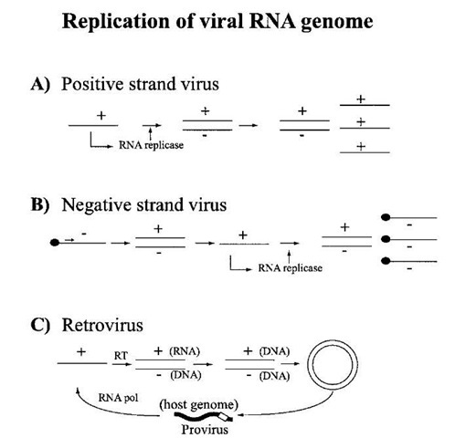 Replication of mammalian viral RNA genome. The basic steps of replication are shown for (A) a (+) strand genome, which acts as an mRNA for encoding viral proteins; (B) a (-) viral genome cannot encode protein and first has to be replicated by the RNA replicase (•) which is present in the virus particle. Once the complementary (+) strand which serves as mRNA is synthesized, viral-specific proteins are synthesized, including RNA replicase. (C) Replication of (+) stranded retroviral genomes first involves synthesis of the reverse transcriptase which directs synthesis of duplex DNA in two stages from the RNA template. Circularization of the DNA followed by its genomic integration allows synthesis of progeny viral RNA by the host transcription machinery.