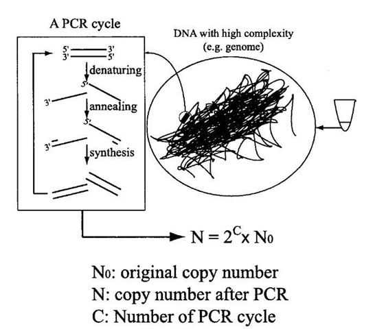 Principle of polymerase chain reaction (PCR). A copy of a relatively short fragment of DNA (0.1-20 kilobase pairs) can be specifically amplified from genomic DNA by PCR. A typical PCR reaction mixture contains genomic DNA; two oligonucleotide (~ 20 bp) primers, which have same sequences as the two ends of the DNA fragment to be amplified; and a thermostable DNA polymerase. A cycle of PCR reaction consists of three steps, starting with denaturing the genomic DNA at high temperature (e.g., 95°C), followed by primer annealing at near Tm (melting temperature for primer-DNA hybridization), followed by DNA synthesis from the primers by the DNA polymerase. Theoretically, the copy number of the DNA of interest (N) can be amplified to 2C x NO, where NO is the original copy number and C is the number of PCR cycles.