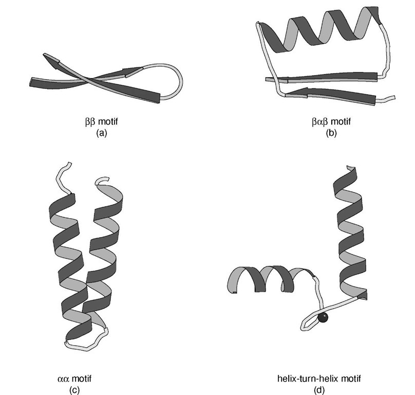 Ribbon representations of the (a) jj, (b) jaj, (c) aa motif, and (d) helix-turn-helix motif. Various forms of the aa motifs are found depending on the manner in which the a-helices associate. (c) Shows the alignment of two helices joined by a short connection. (d) Shows the helix-turn-helix motif associated with calcium binding proteins.
