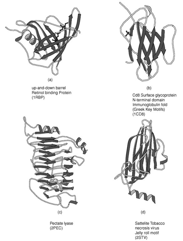 Ribbon representations of typical all-j proteins. (a) Retinol binding protein, (b) immunoglobulin fold as seen in the Cd8 Surface glycoprotein N-terminal domain, (c) pectate lyase, and (d) viral coat protein found in satellite tobacco necrosis virus.