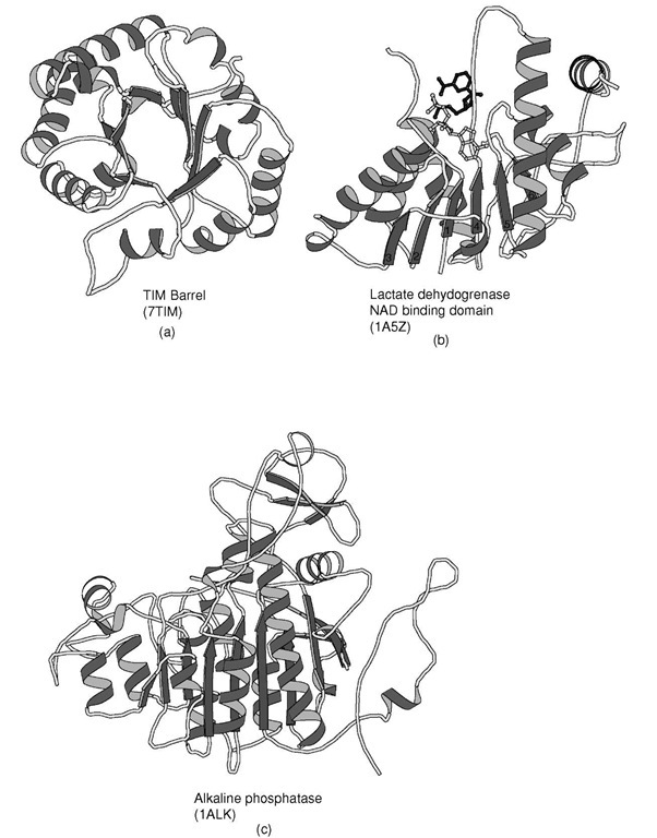 Ribbon representations of a/j proteins. (a) Triosephosphate isomerase, (b) dinucleotide binding domain of lactate dehydrogenase (c) alkaline phosphatase which is an example of a complex member of the a/j class of folds.
