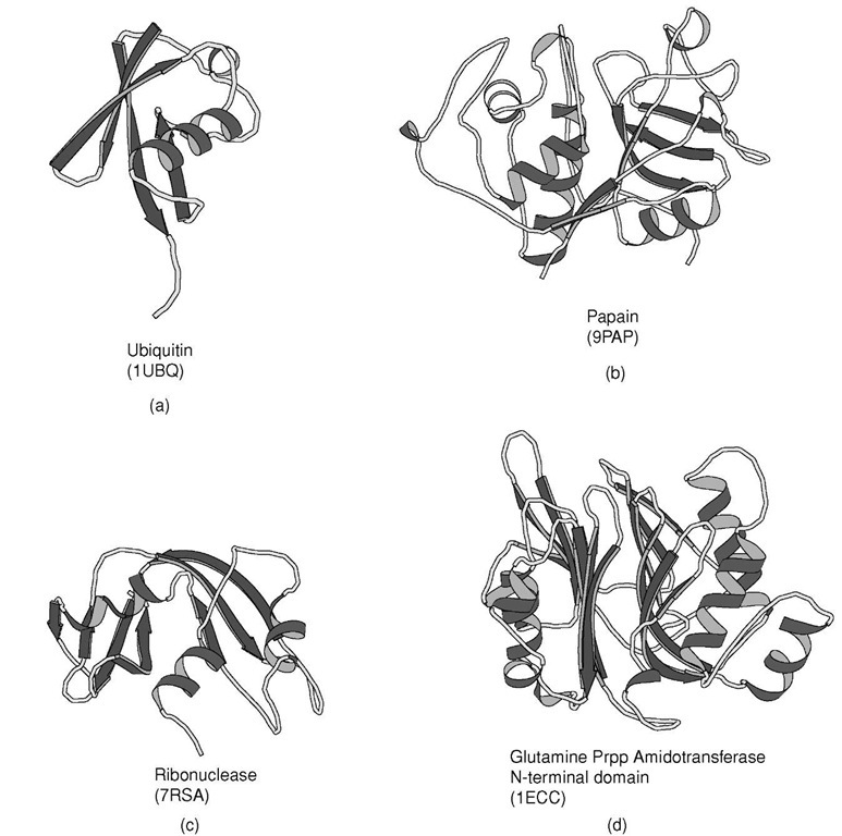 Examples of a + j proteins. (a) Ubiquitin, (b) Papain consists of one alpha-helix and four strands of an-tiparallel beta-sheet, (c) ribonuclease A, and (d) N-terminal domain of E. coliglutamine phosphoribosylpyrophosphate (Prpp) amidotransferase that contains a four structural layers; ajja.