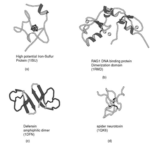 Ribbon representation of irregular structures: (a) High potential iron-sulfur protein coordinated to a 4Fe-4S cluster, (b) RAG1 DNA binding protein which contains representative examples of Zn-finger domains, (c) Defensin as example of a membrane toxin stabilized by disulfide bonds, and (d) Chinese bird spider neurotoxin which contains a cystine knot.