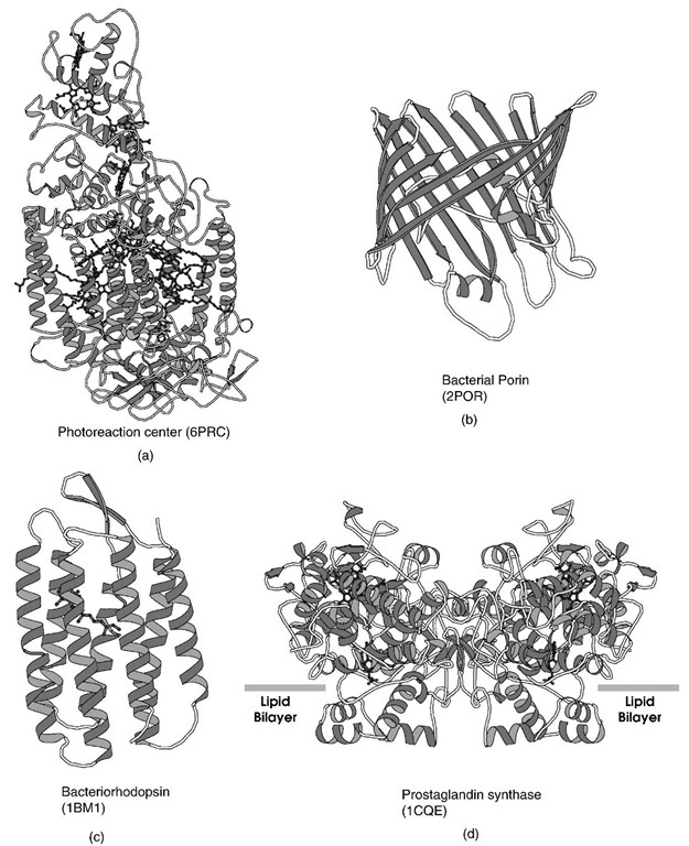 Ribbon representation of selected integral membrane proteins. (a) Photoreaction center, (b) bacterial porin, (c) bacteriorhodopsin, (d) prostaglandin synthase.