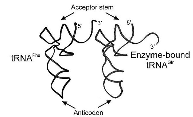 Distortion of tRNAGln in complex with GlnRS. The cocrystal structure of GlnRS:tRNAGln revealed a distortion at the 3'-end of the tRNA (right) in contrast to uncomplexed tRNAPhe (left). This uncoupling of the first acceptor helix base pair and folding back of the CCA end of the tRNA is apparently necessary for the tRNA to reach the glutaminyl adenylate bound in the enzyme active site.